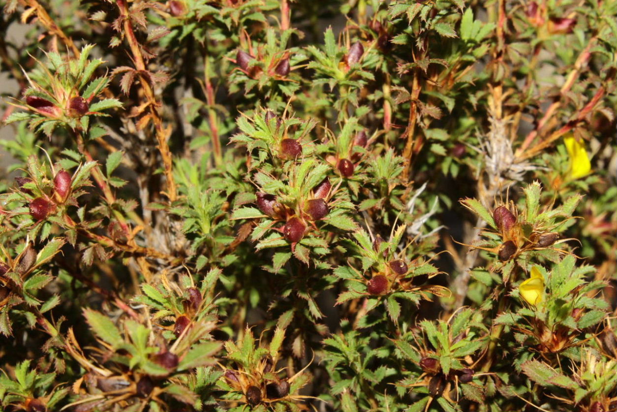 Ononis minutissima / Ononide minutissima